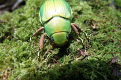 Chrysina crassimargo