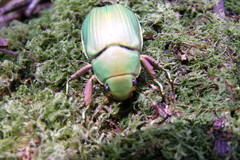Chrysina crassimargo