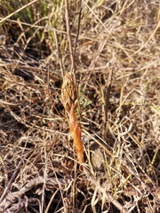 Sarcoglottis schaffneri