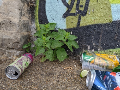 Lamium album — photo 1