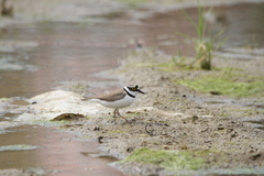 Charadrius dubius