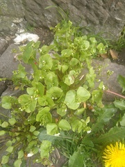 Claytonia perfoliata