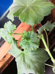 Pelargonium