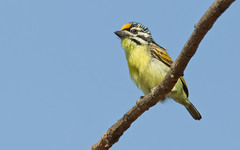 Pogoniulus chrysoconus