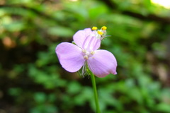 Tradescantieae