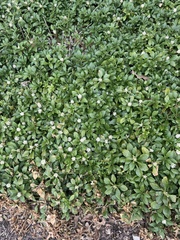 Pachysandra