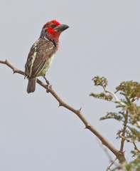 Lybius vieilloti