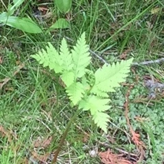 Gymnocarpium dryopteris