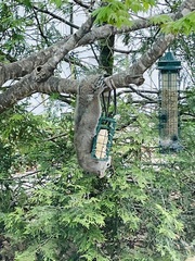 Sciurus carolinensis