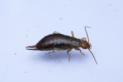 Chelidurella