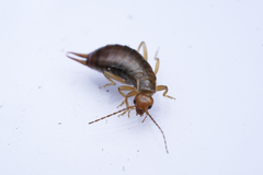 Chelidurella