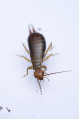 Chelidurella