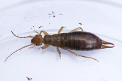 Chelidurella