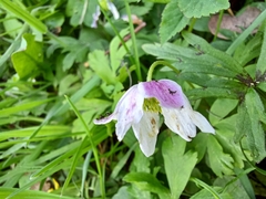 Anemonoides nemorosa