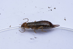 Chelidurella