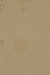Rigidoporus cuneatus