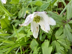 Anemonoides nemorosa
