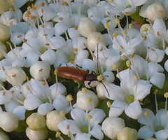 Sparedrus testaceus