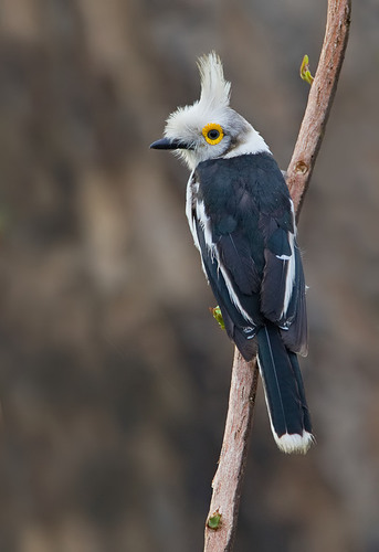 White-crested Helmetshrike