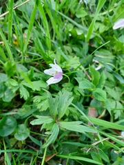 Anemonoides nemorosa