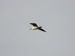 Chroicocephalus cirrocephalus