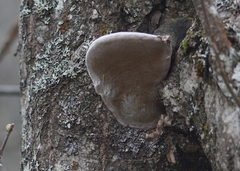 Phellinus cinereus