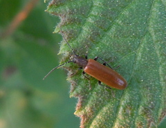 Sparedrus testaceus