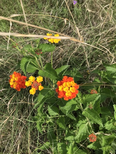Lantana urticoides