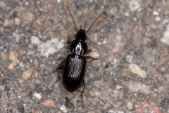 Pterostichus strenuus