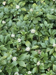 Pachysandra