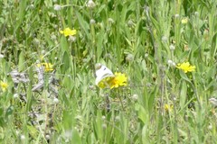 Zegris eupheme