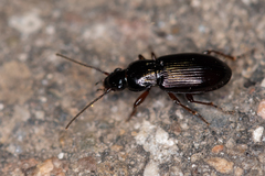 Pterostichus strenuus