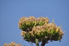 Agave