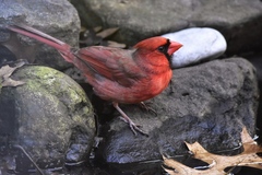 Cardinalis cardinalis