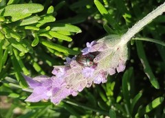 Chrysolina americana