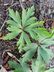 Anemonoides nemorosa