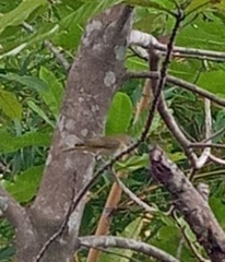 Turdus grayi