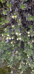 Baccharis caespitosa