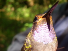 Lampornis amethystinus
