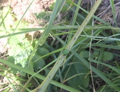 Erachtheus lutulentus