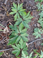 Anemonoides nemorosa