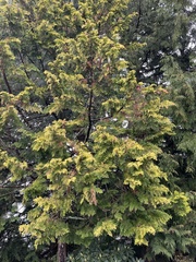 Chamaecyparis lawsoniana