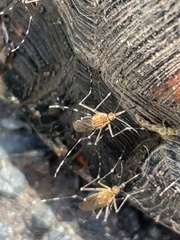 Aedes canadensis canadensis