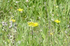 Zegris eupheme