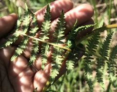 Erachtheus lutulentus