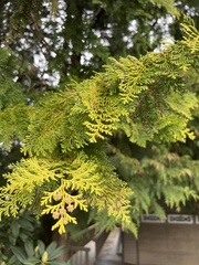 Chamaecyparis lawsoniana