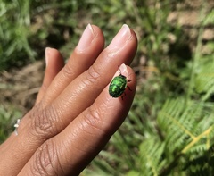 Erachtheus lutulentus