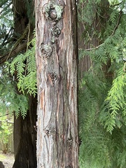 Chamaecyparis lawsoniana