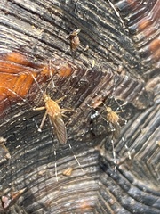 Aedes canadensis canadensis