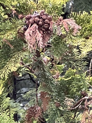 Chamaecyparis lawsoniana